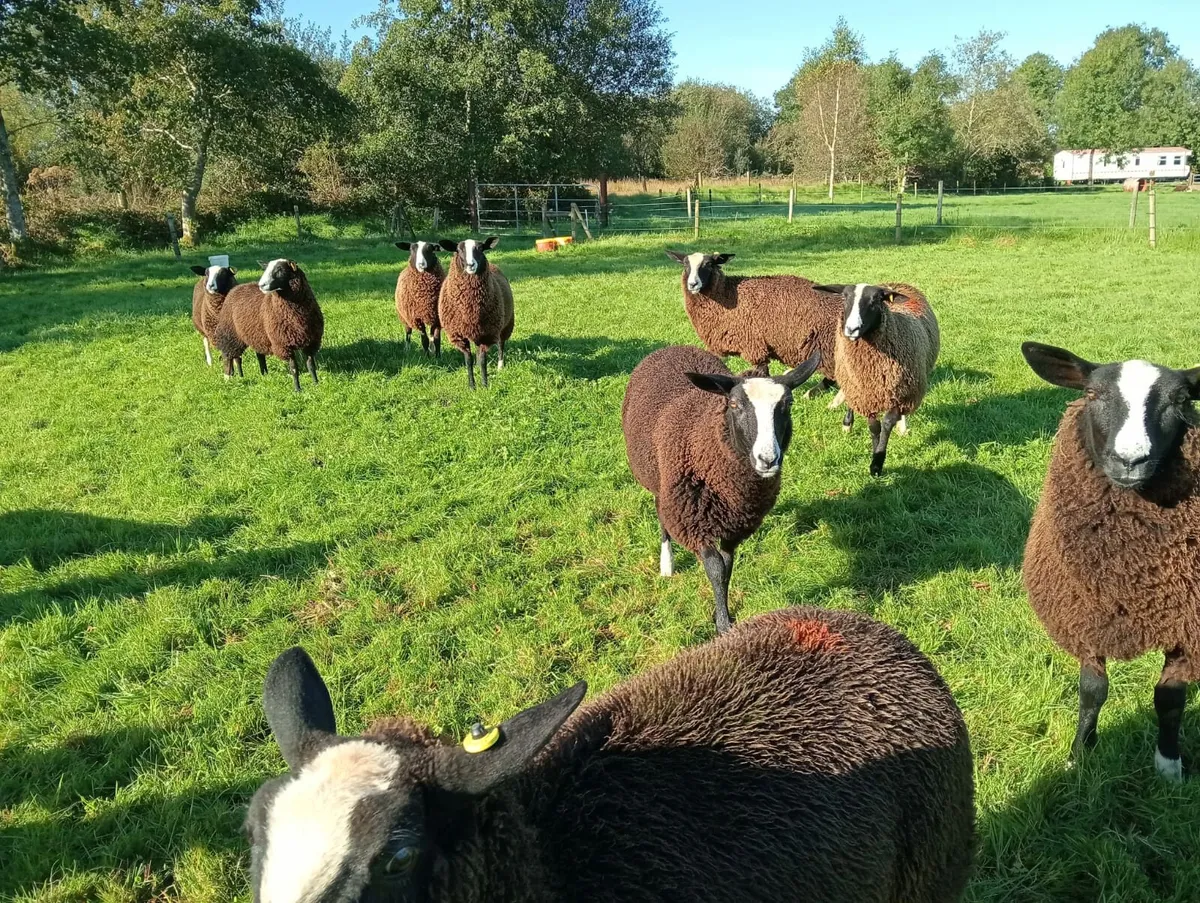 Ewe lambs - Image 3