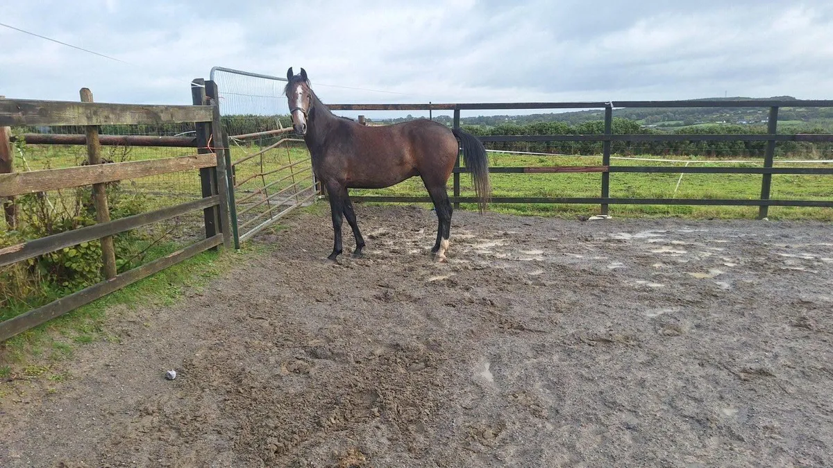 3yo Sligo Candy Boy Gelding - Image 2