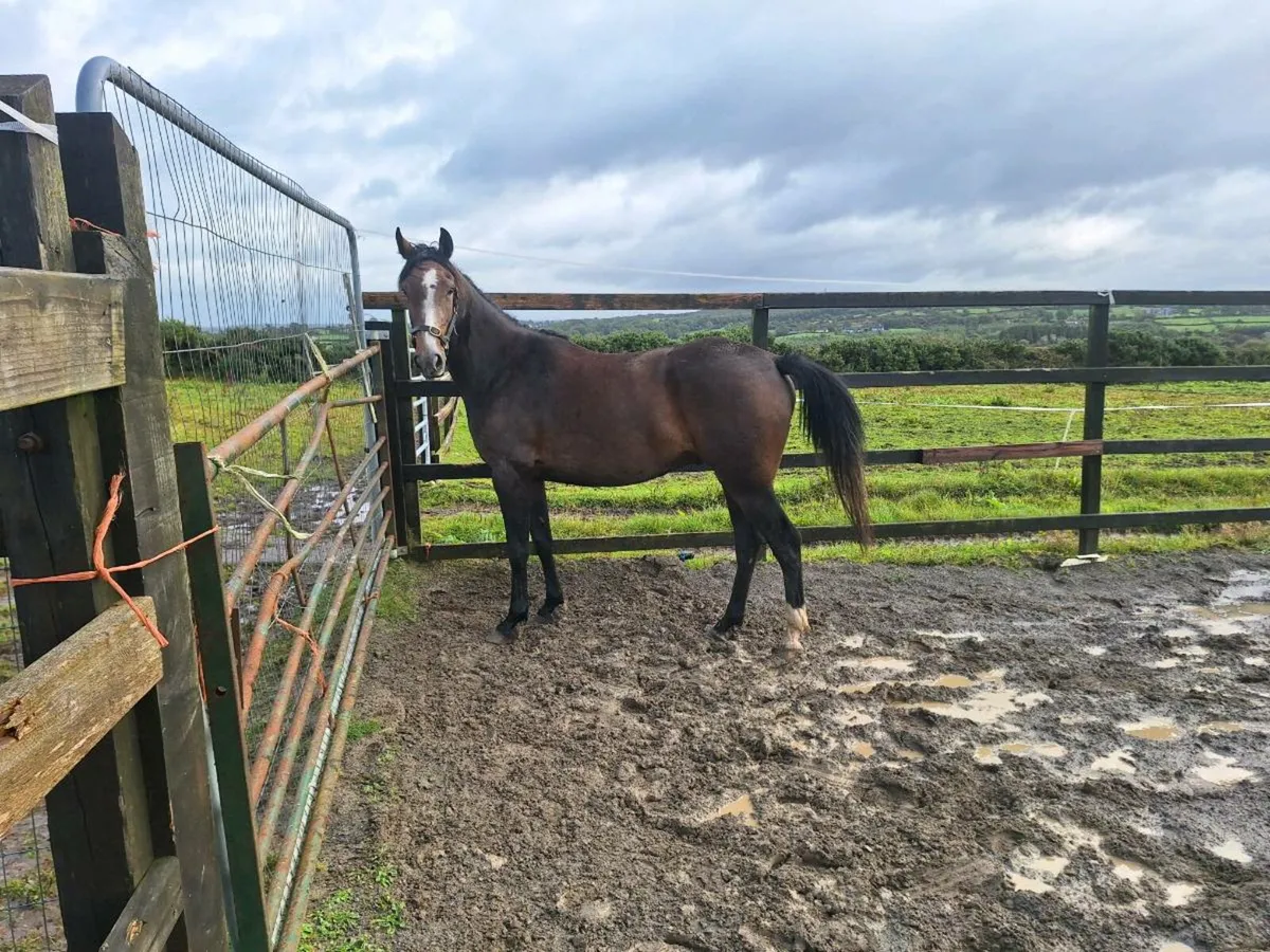 3yo Sligo Candy Boy Gelding - Image 3