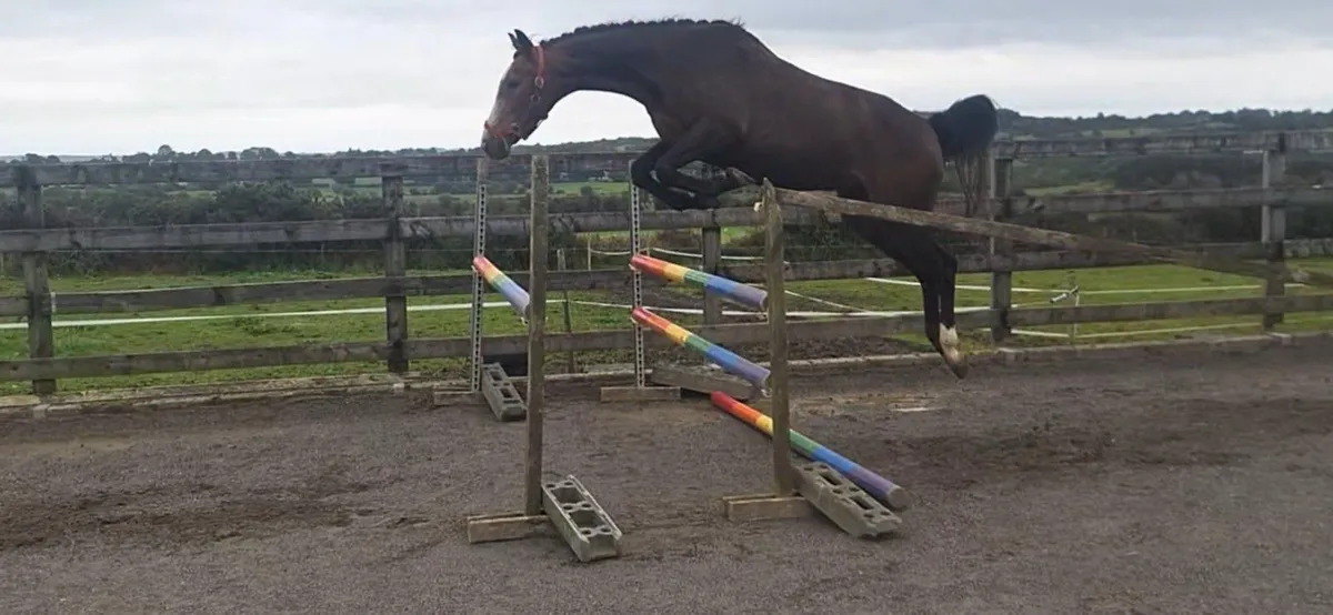 3yo Sligo Candy Boy Gelding - Image 4