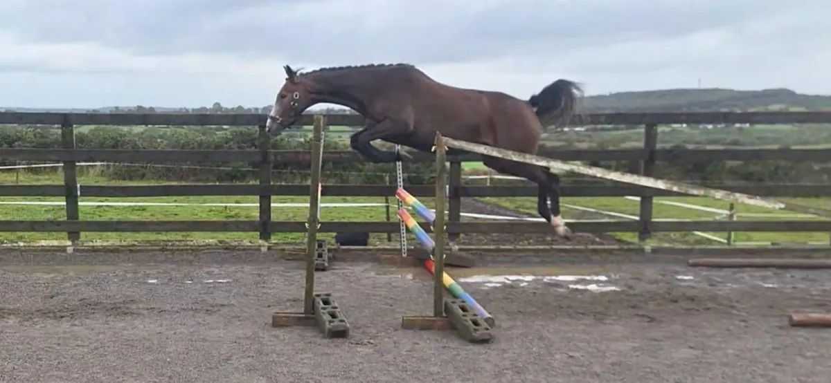 3yo Sligo Candy Boy Gelding - Image 1