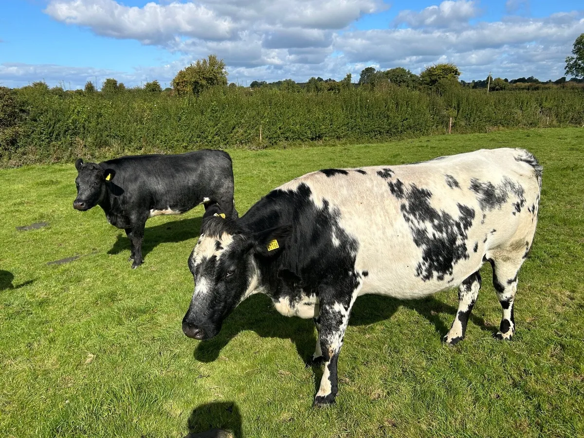 Springers - Image 3