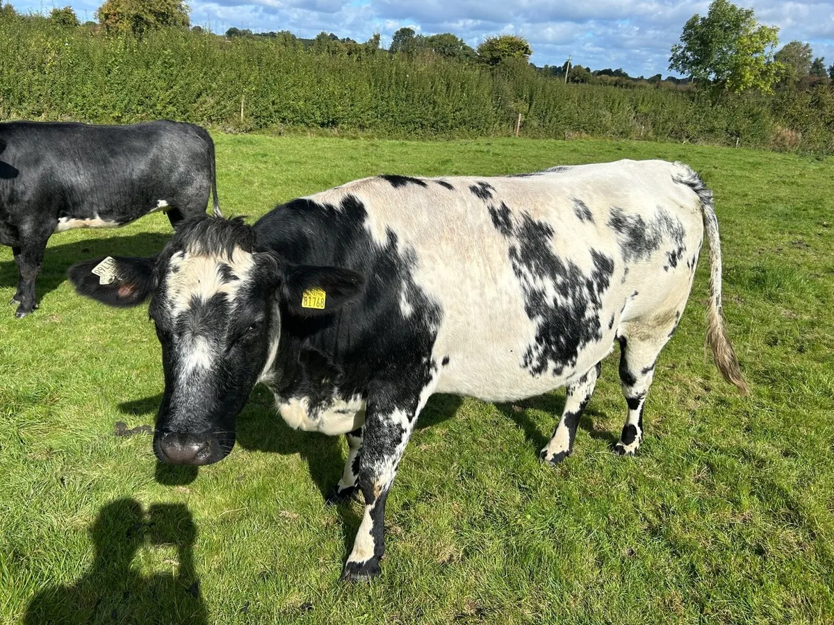 Springers - Image 1