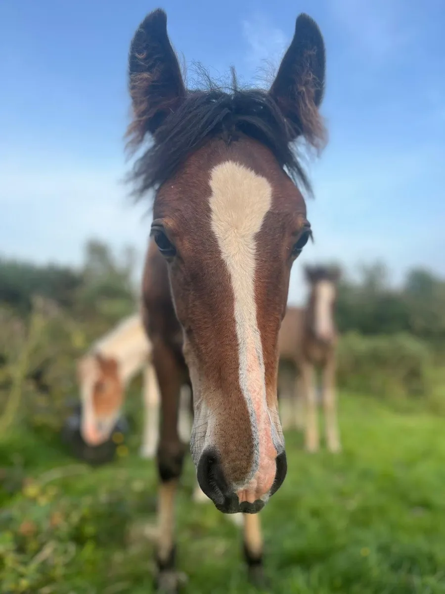 Pet-Foals. Hand-Raised. To make 15.1+ - Image 2
