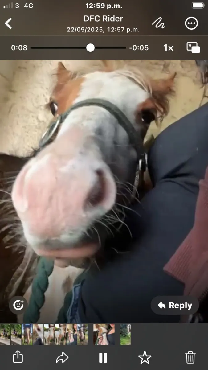 Pet-Foals. Hand-Raised. To make 15.1+ - Image 3