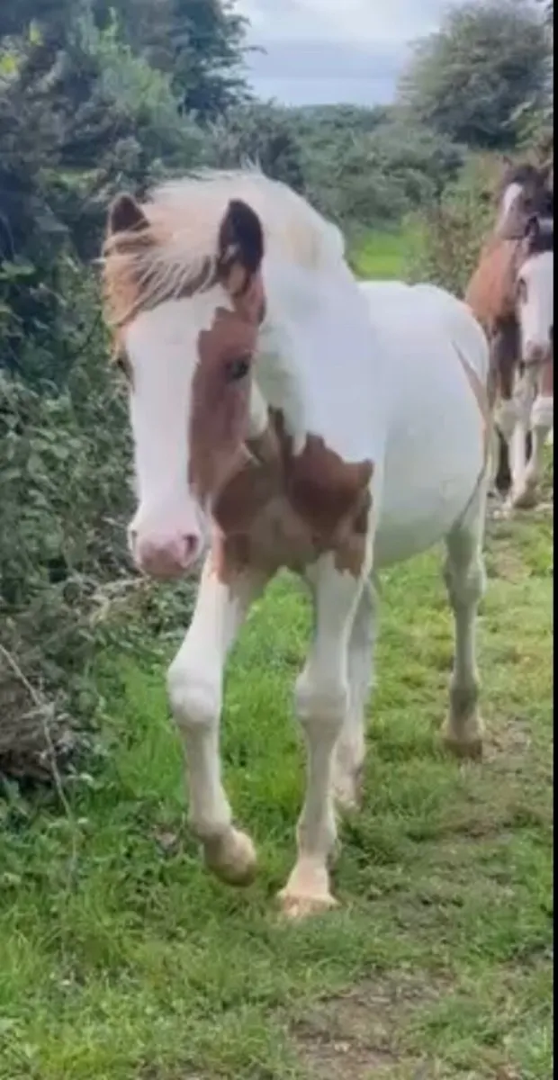 Pet-Foals. Hand-Raised. To make 15.1+ - Image 4