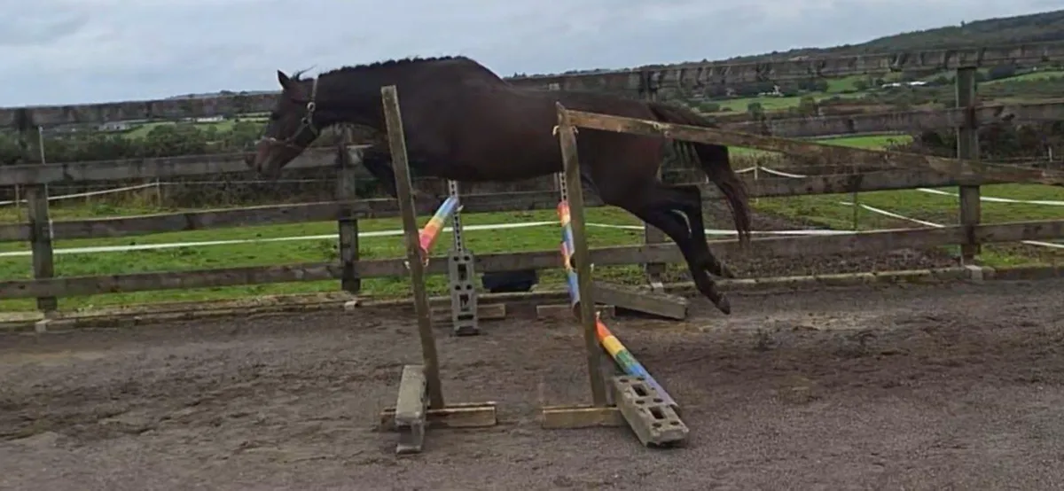 3yo Potential Eventer Gelding - Image 1