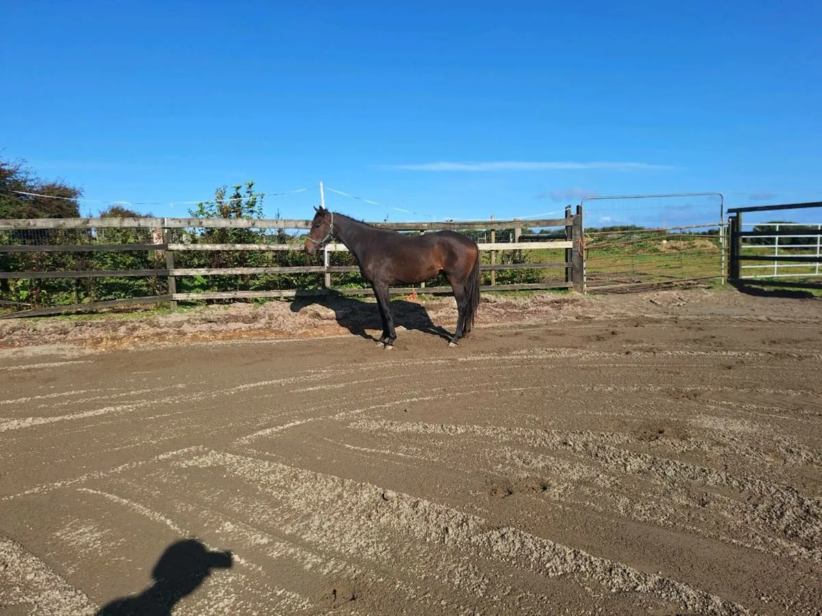 3yo Potential Eventer Gelding - Image 2