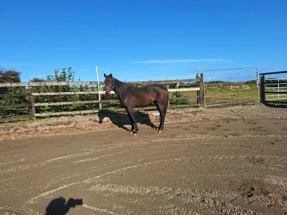 3yo Potential Eventer Gelding - Image 3