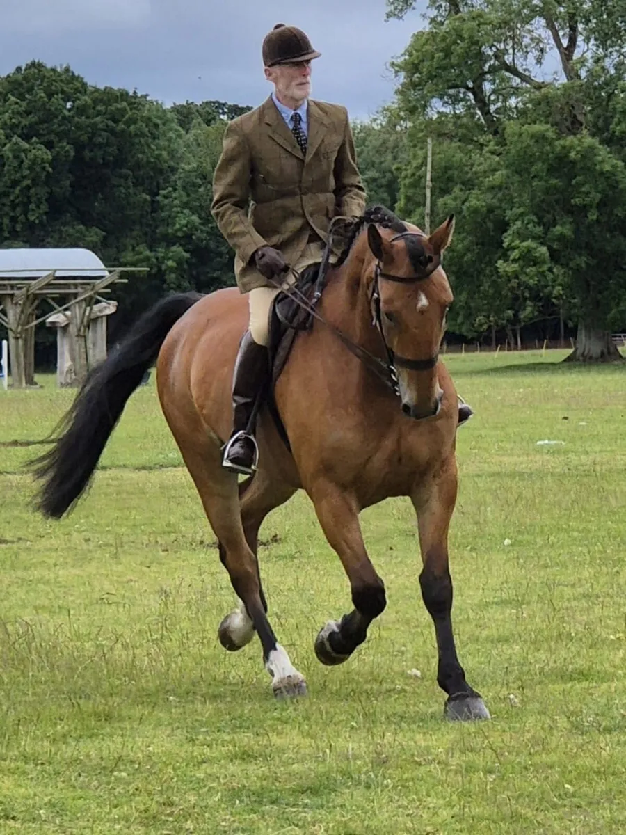 Horse - Image 1