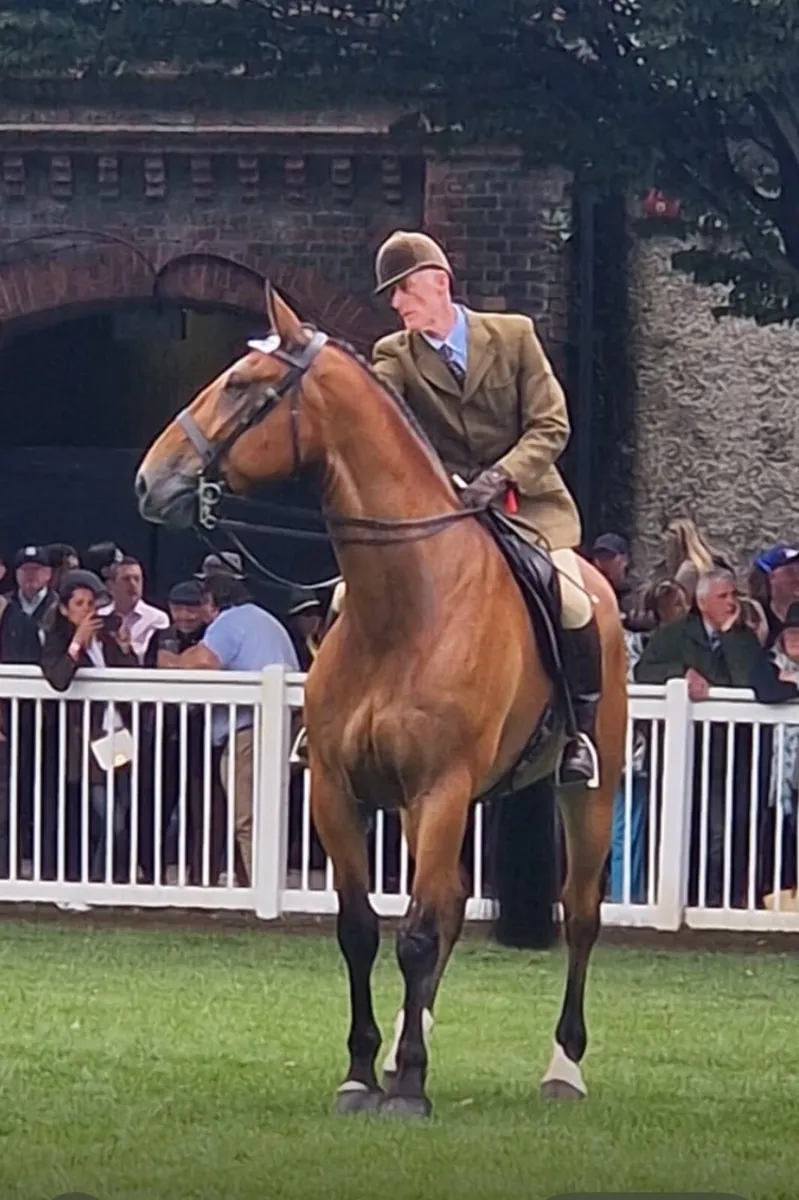 Horse - Image 2
