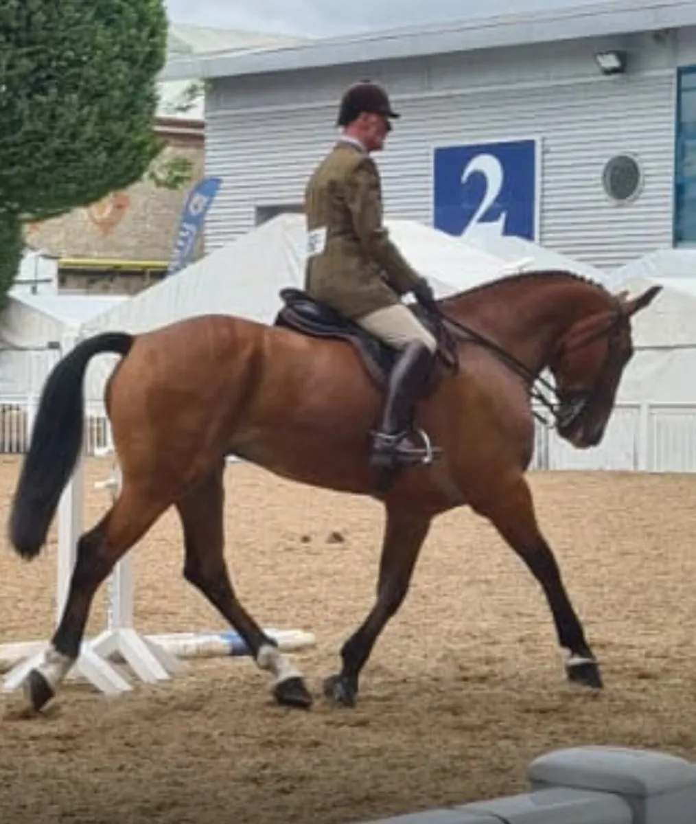 Horse - Image 3