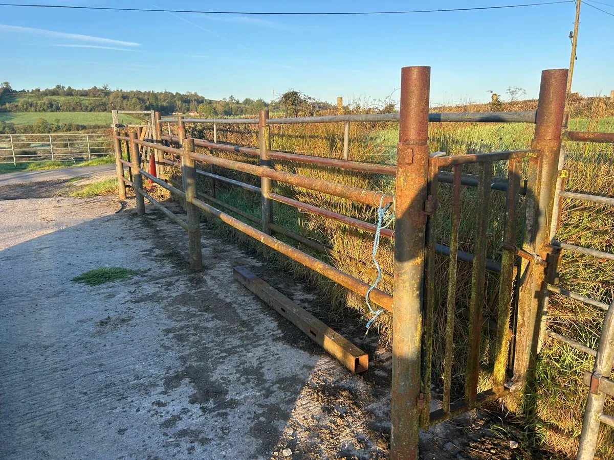 Cattle crush - Image 2