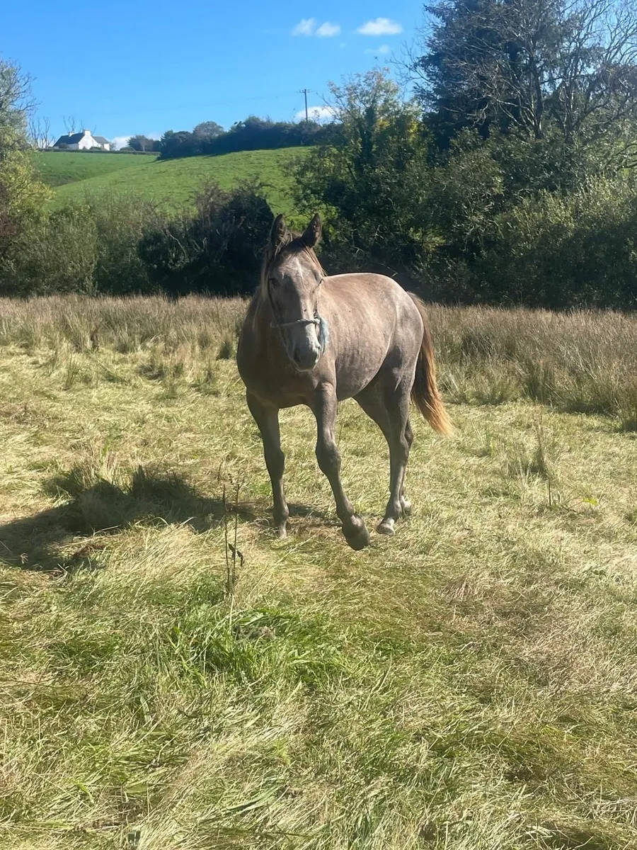 Irish draught yearling - Image 1