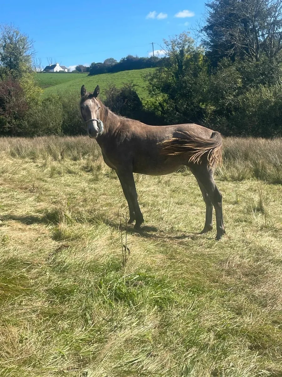 Irish draught yearling - Image 2