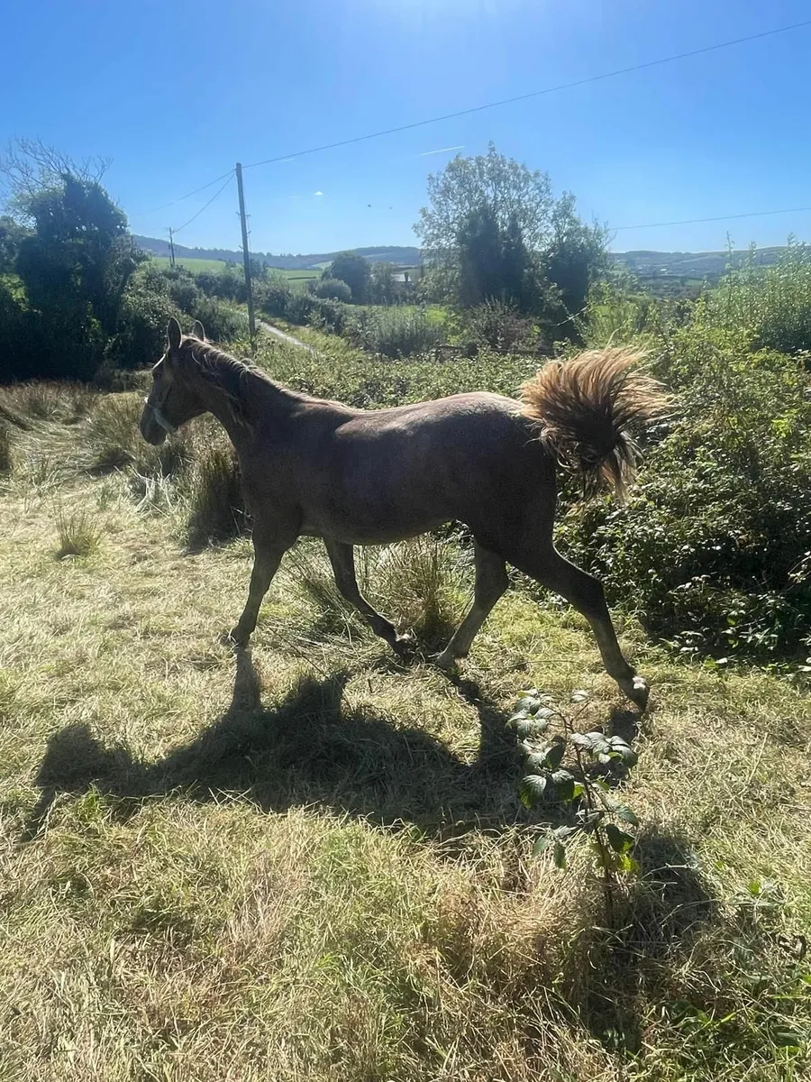 Irish draught yearling - Image 3