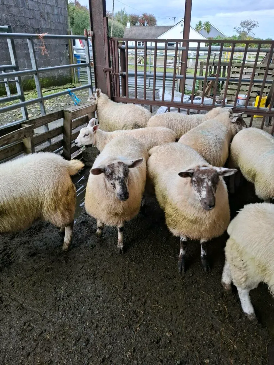 Ewe lambs - Image 1