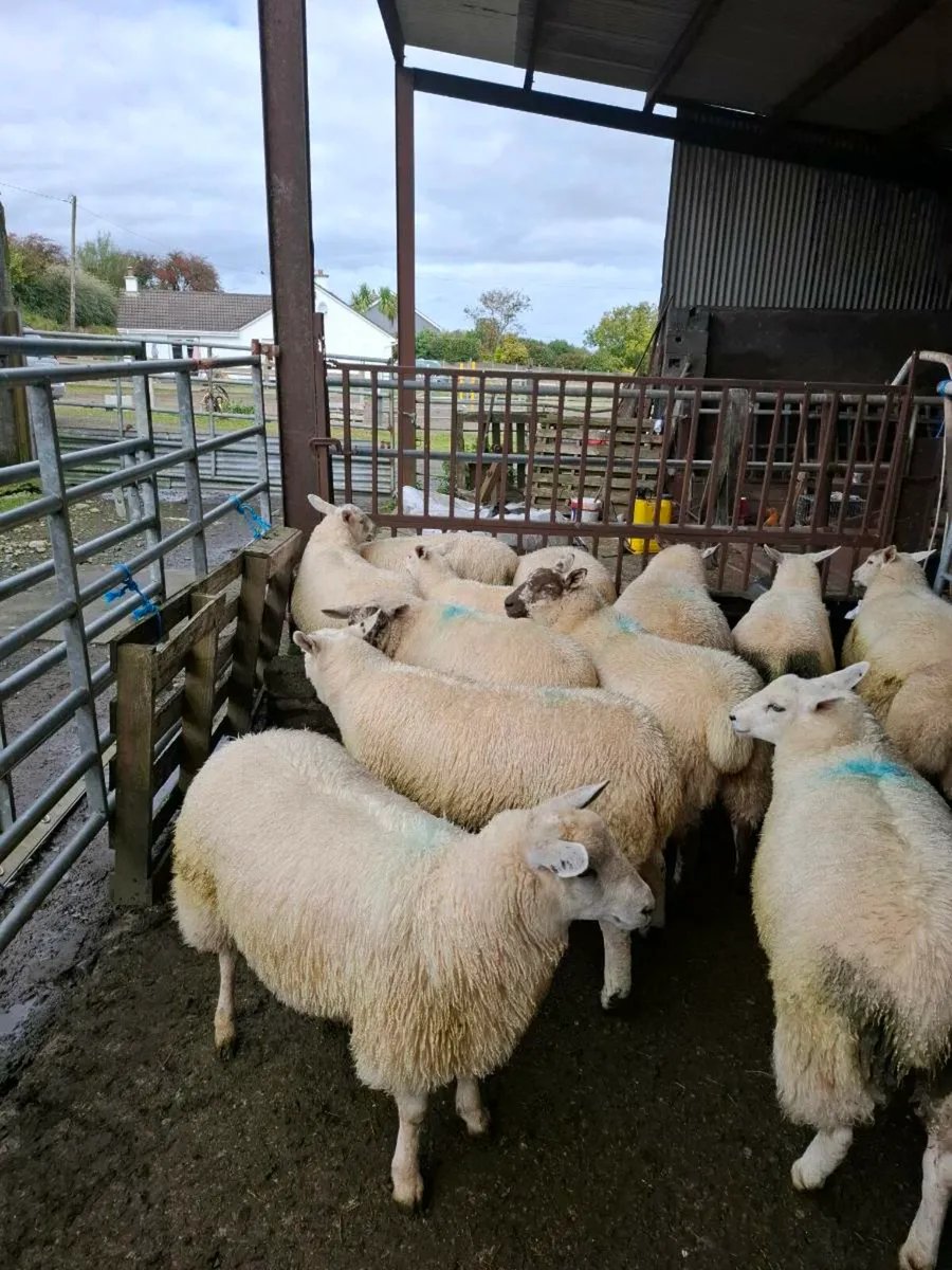 Ewe lambs - Image 2