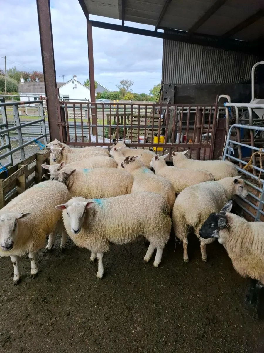 Ewe lambs - Image 3