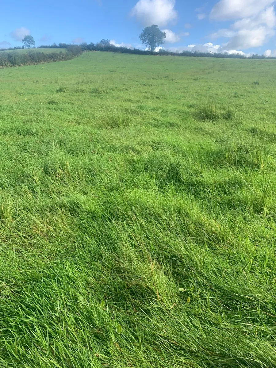 Grass - Image 1