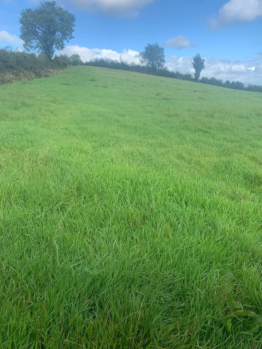 Grass - Image 2