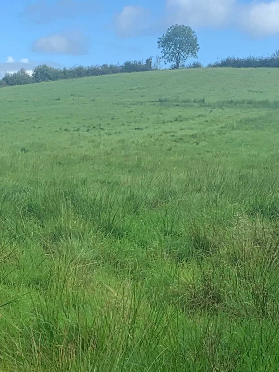 Grass - Image 3
