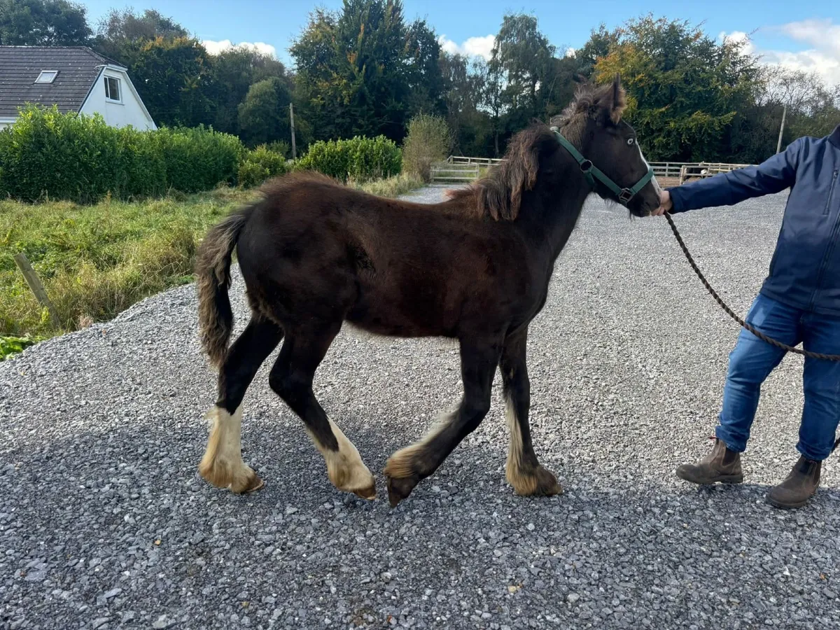 Horse - Image 1