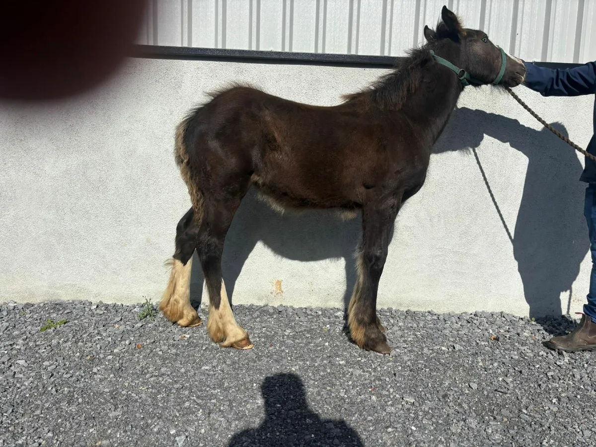 Horse - Image 2