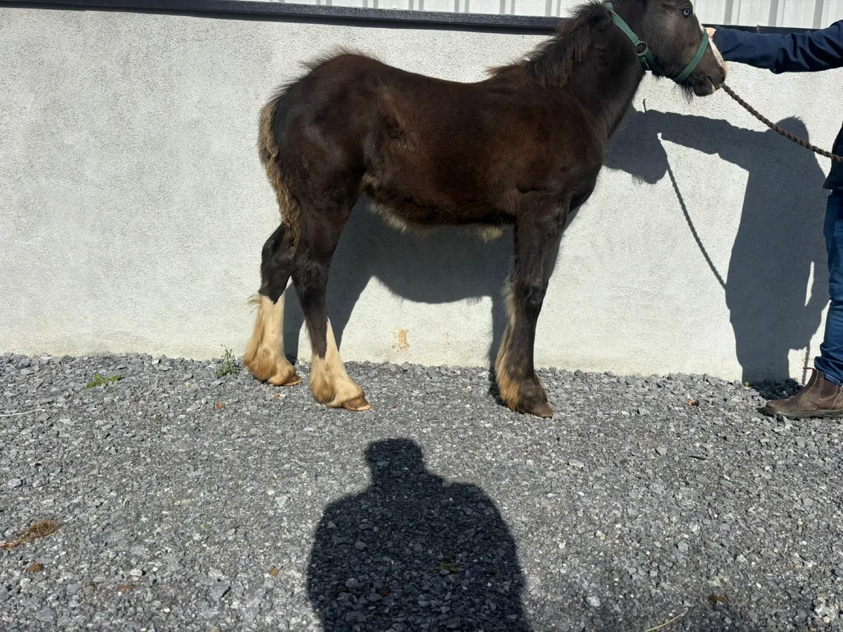 Horse - Image 3