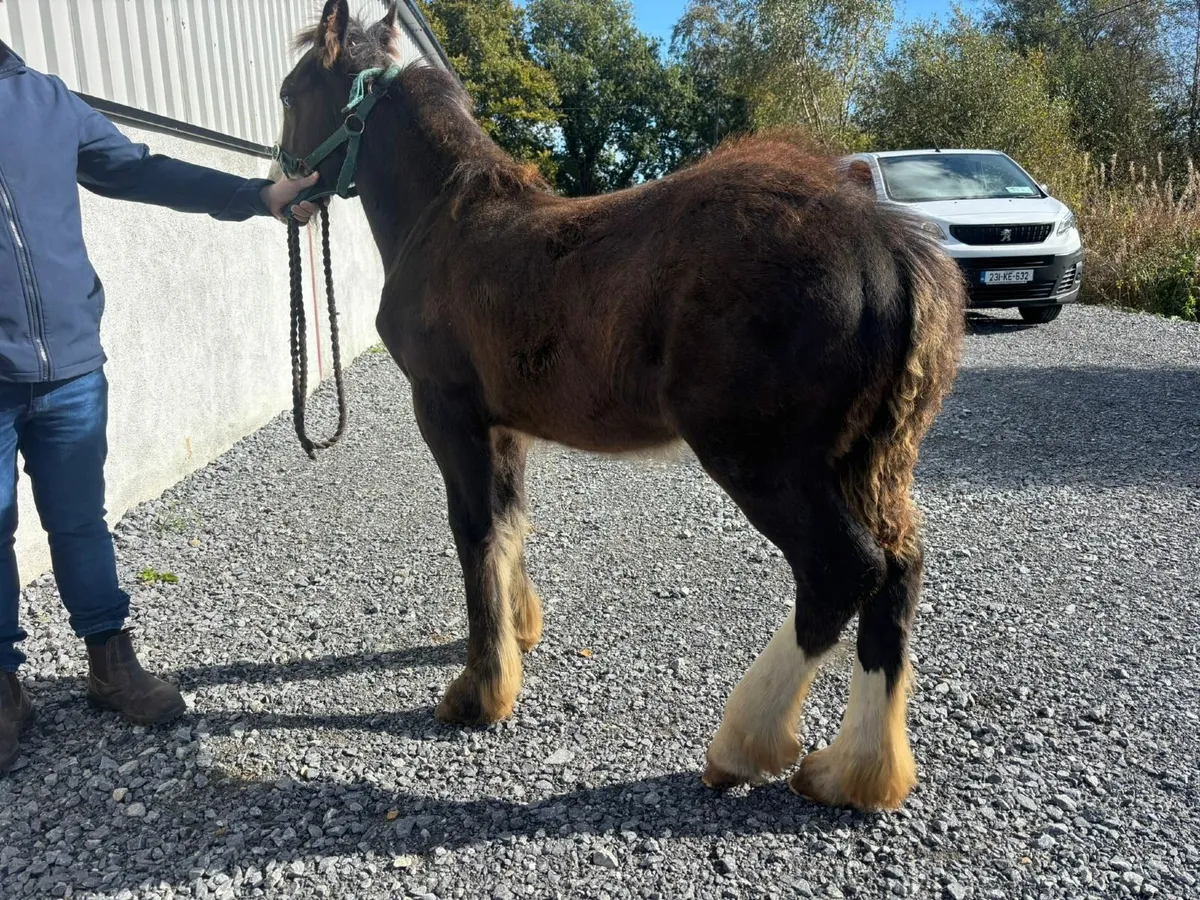 Horse - Image 4
