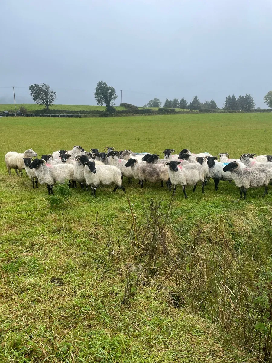 30 mountain ewe - Image 2