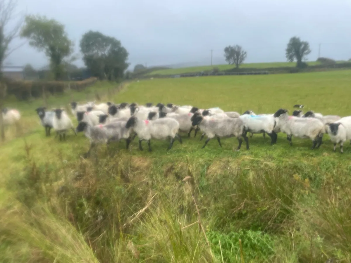 30 mountain ewe - Image 3