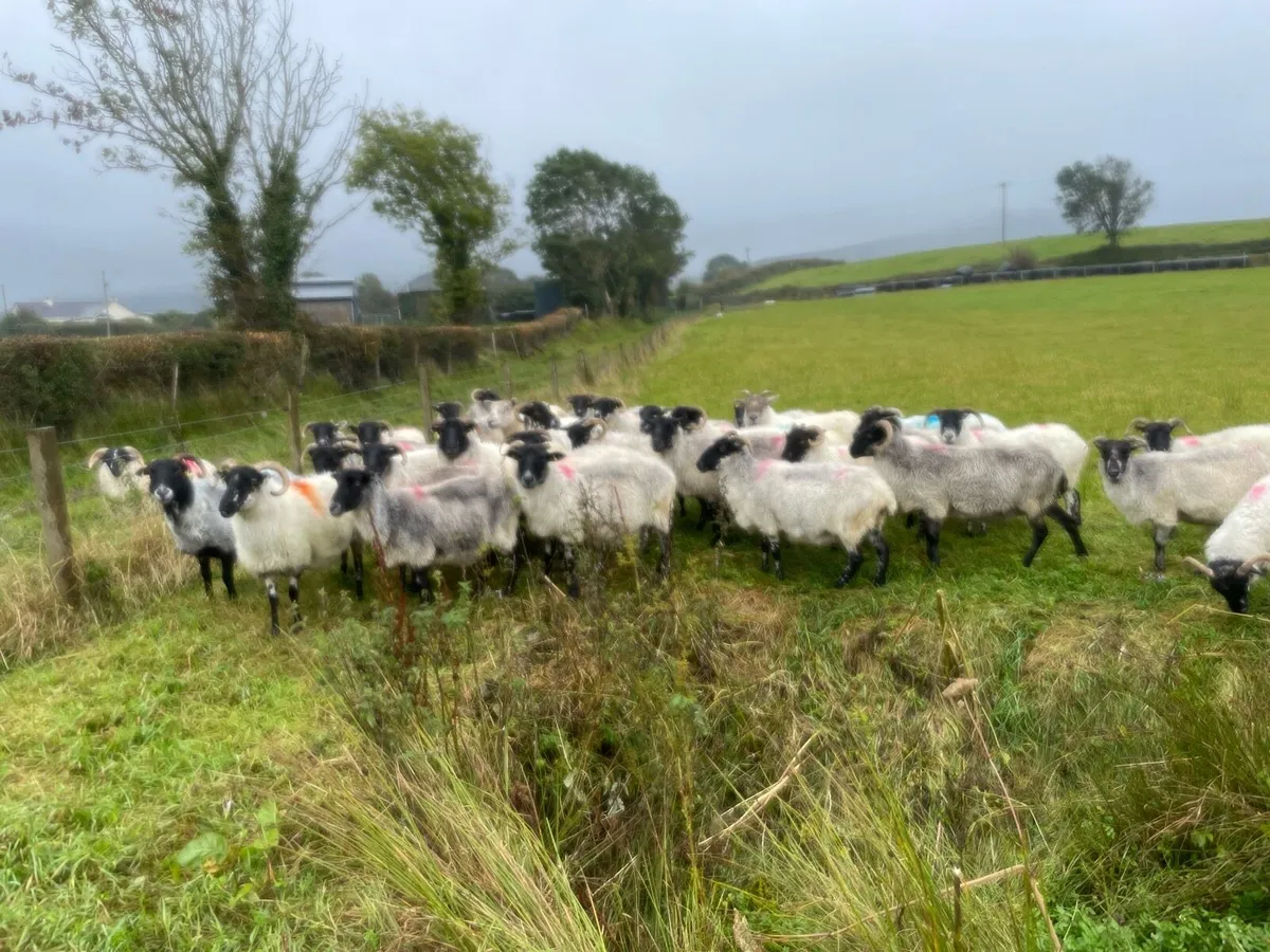 30 mountain ewe - Image 4