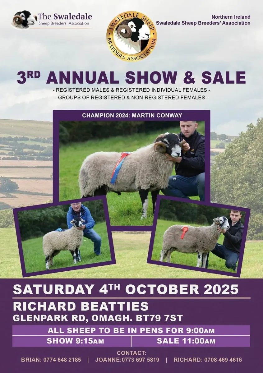 Swaledale Sheep