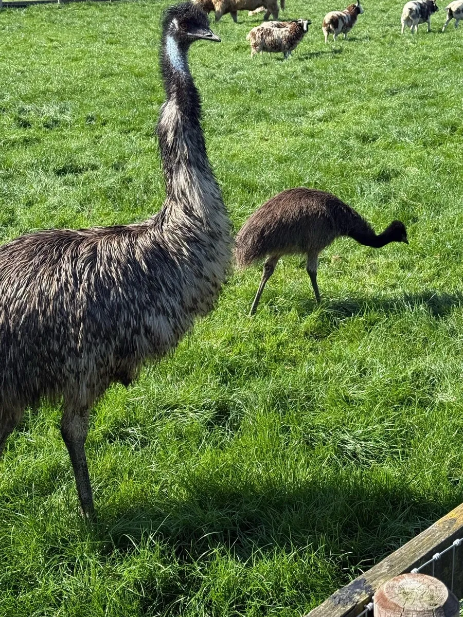 Emu - Image 1