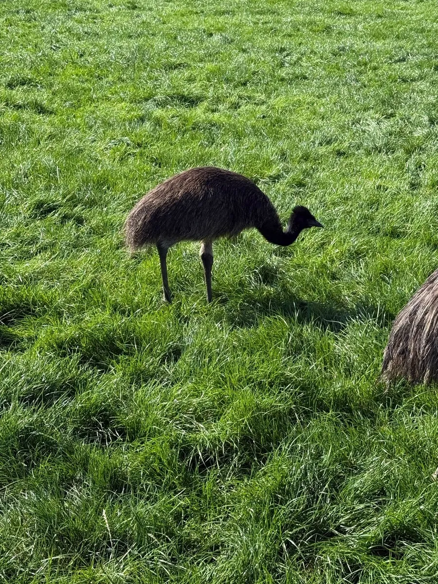 Emu - Image 3