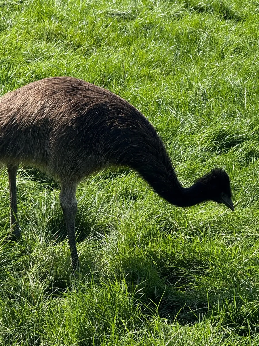 Emu - Image 4