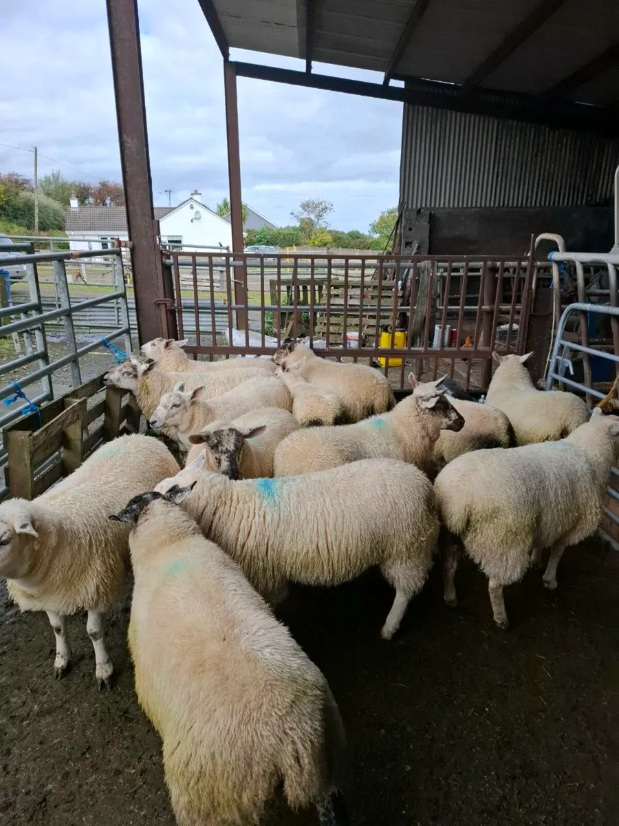Ewe lambs - Image 4