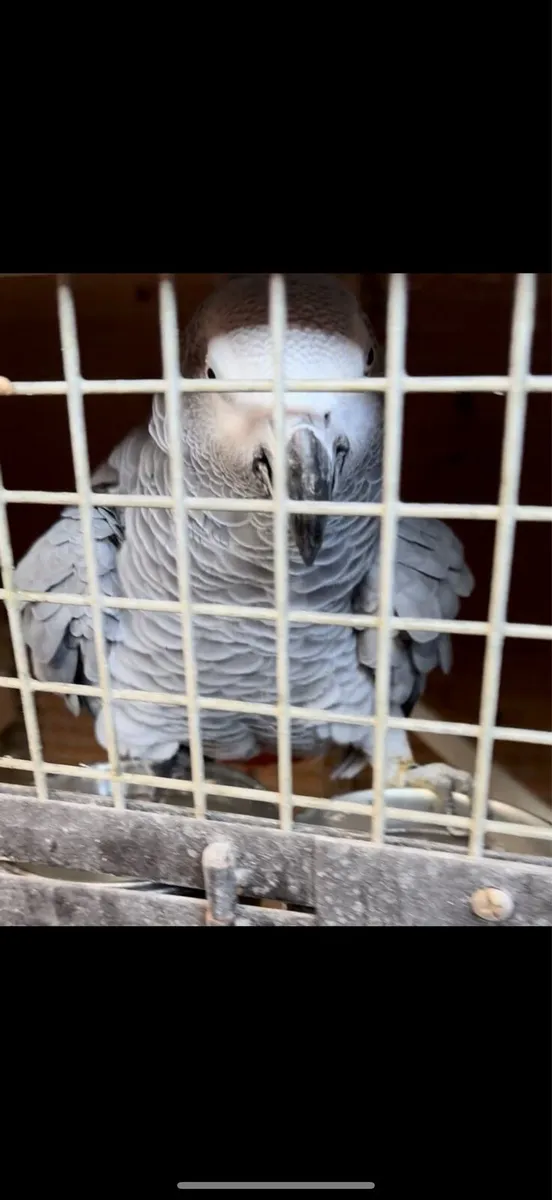 African Grey Male - Image 1