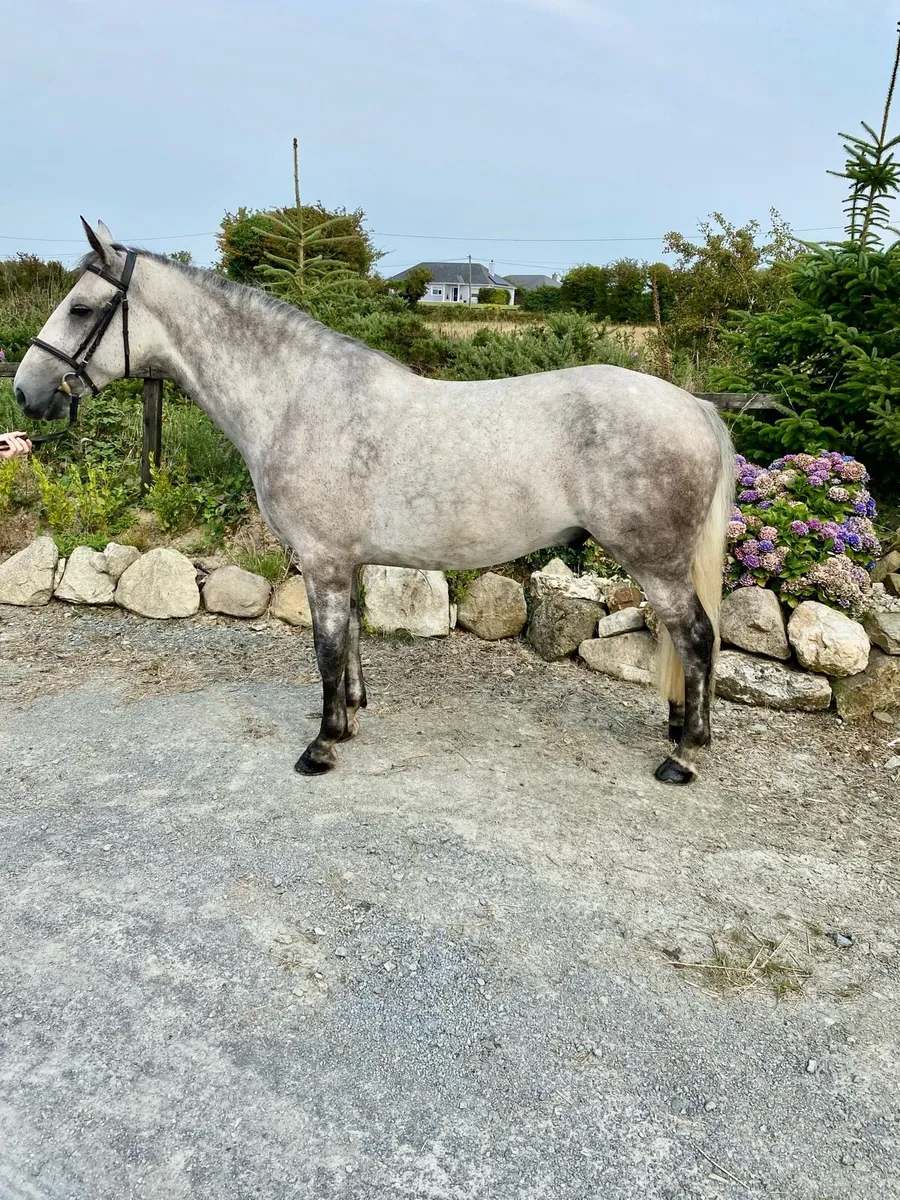 Super quite 6 year old gelding - Image 1