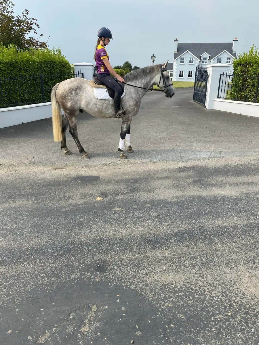 Super quite 6 year old gelding - Image 3