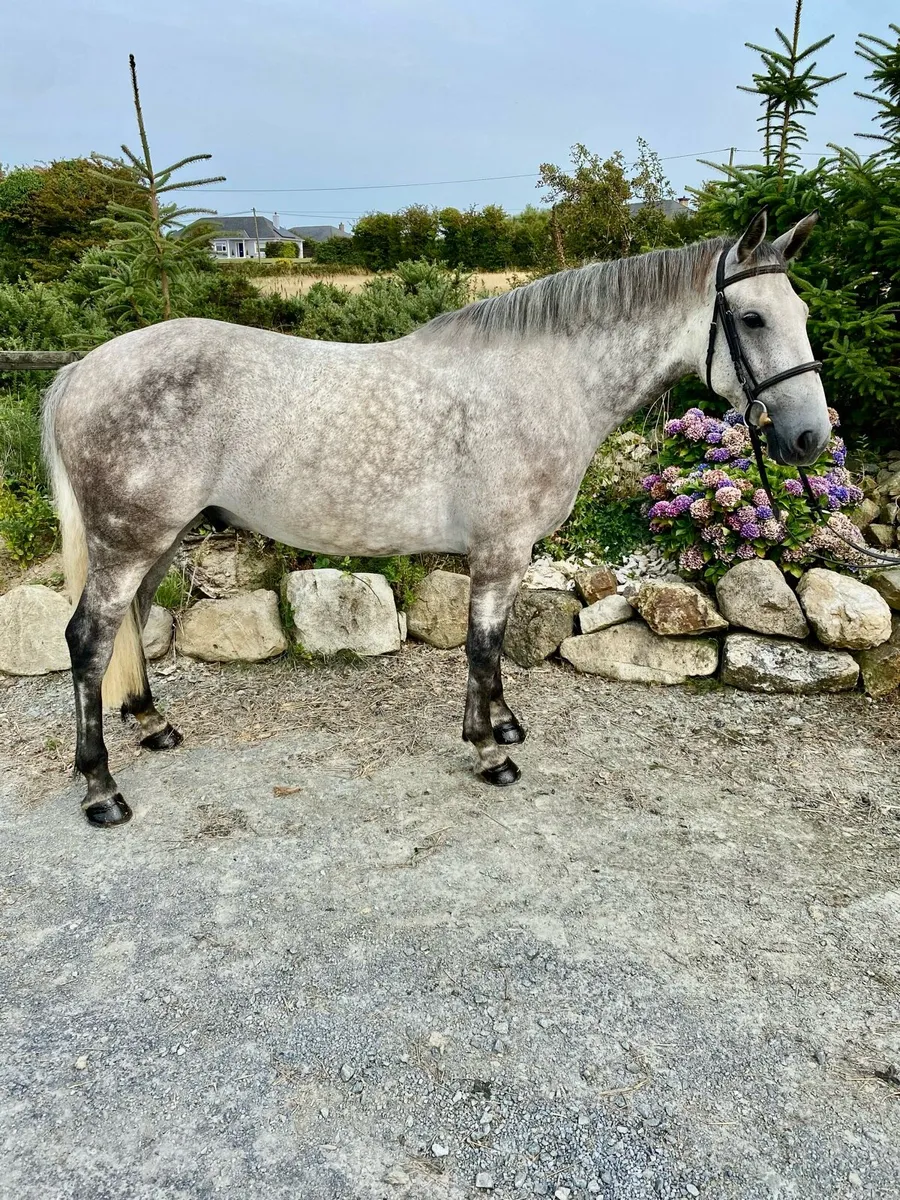 Super quite 6 year old gelding - Image 4