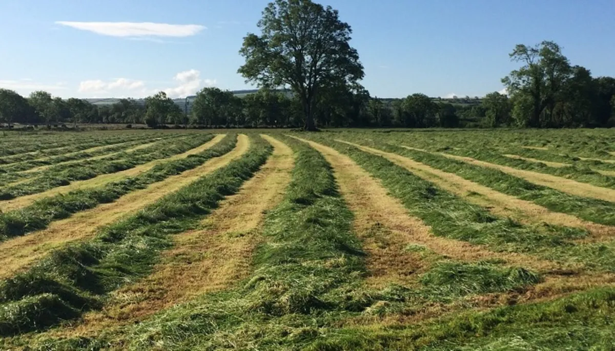 Silage bales