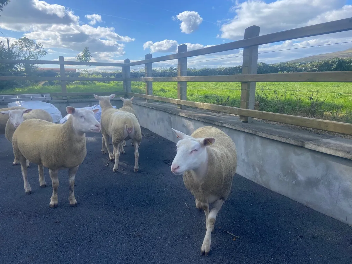 Pedigree  Berrichon ewes - Image 2