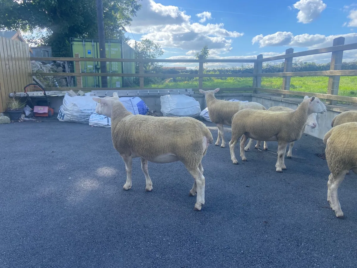 Pedigree  Berrichon ewes - Image 4