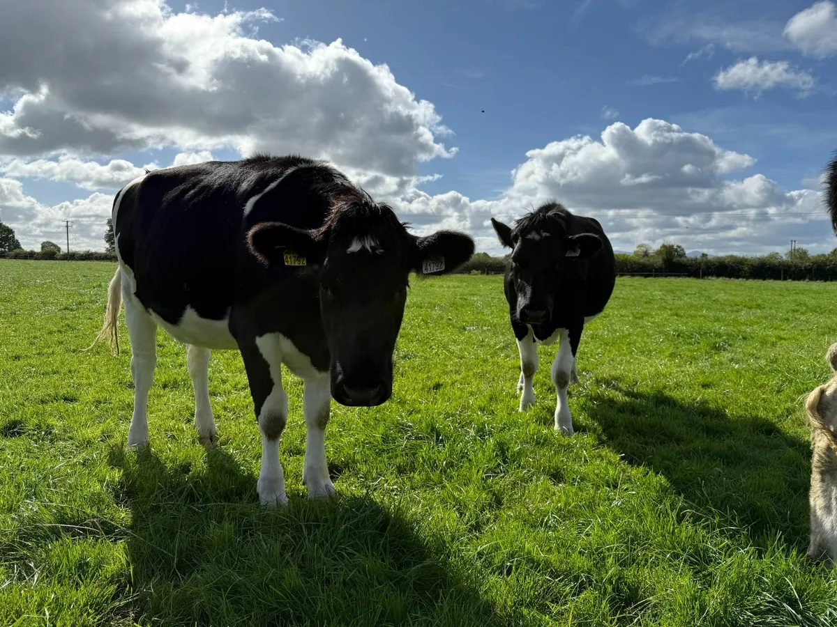In calf Friesian Heifers - Image 2