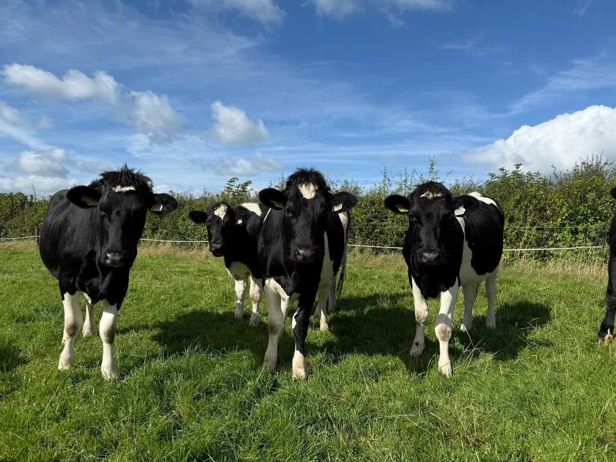 In calf Friesian Heifers - Image 1