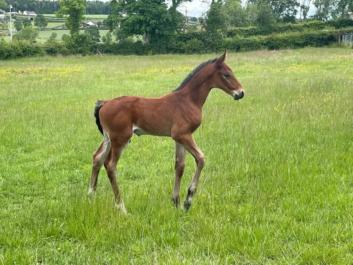 Colt Foal available at weaning - Image 3