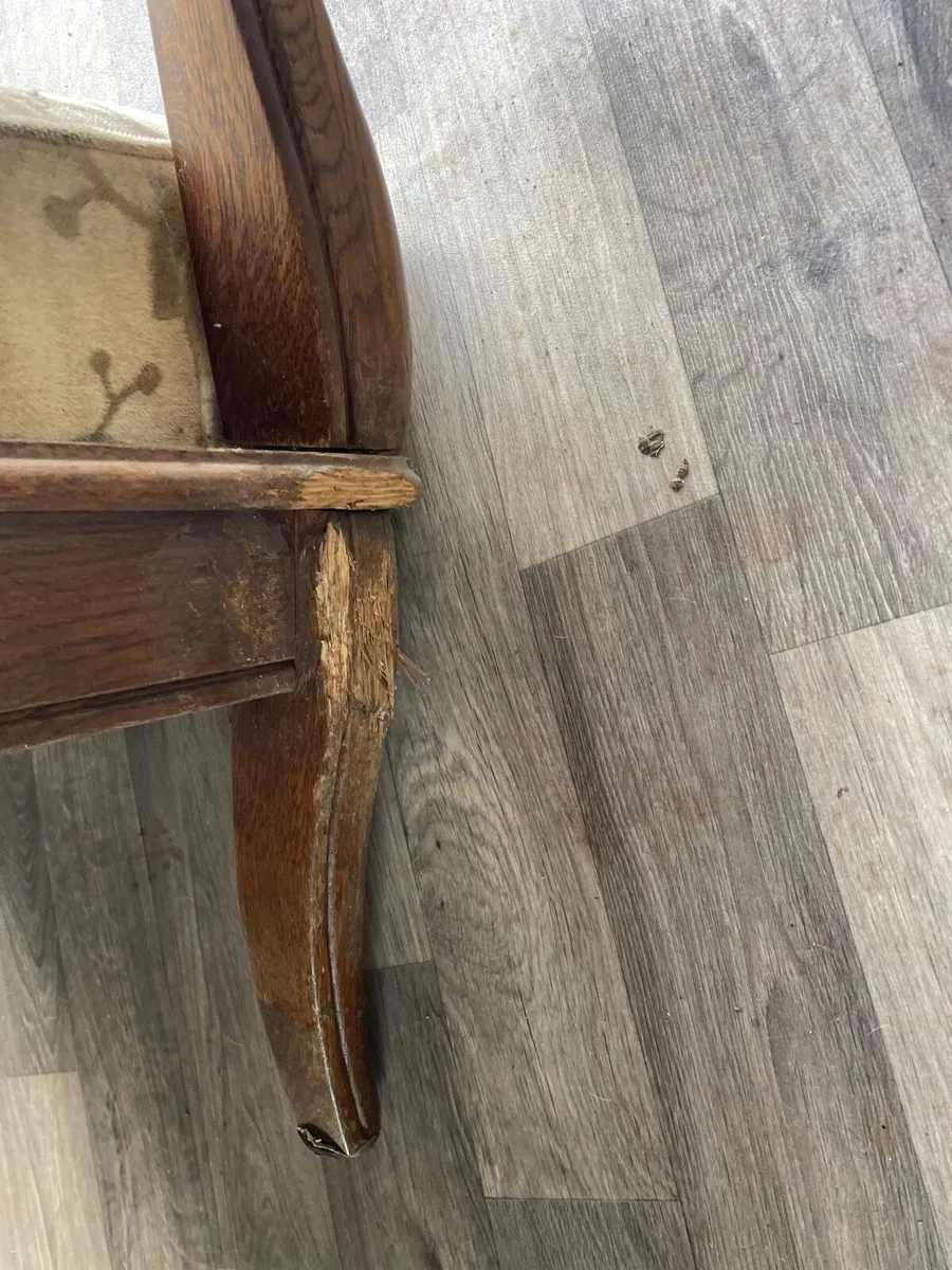 Chair Restoration Project- as seen - Image 4