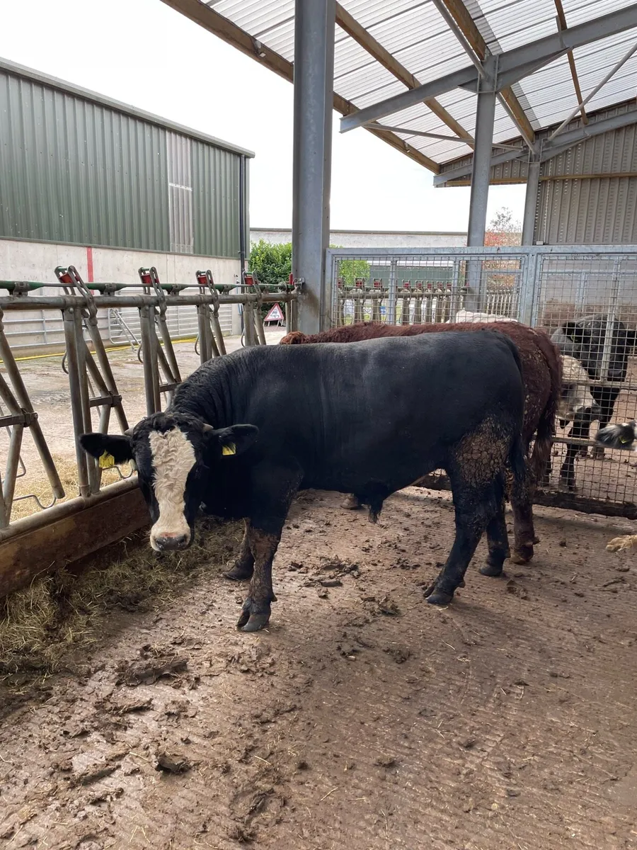 Bulls - Image 1